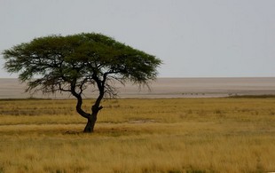 682 Namibia Okt 2006 .JPG